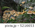きのこの群生 5216653