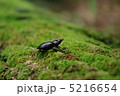 倒木の昆虫 5216654