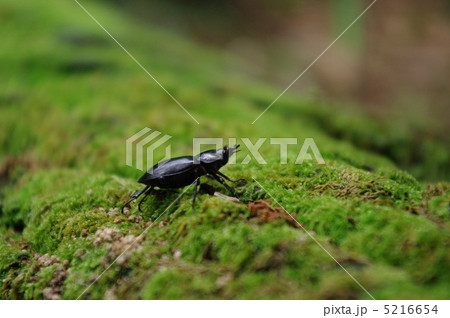 倒木の昆虫 5216654