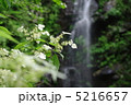 滝と山アジサイ 5216657