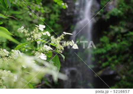 滝と山アジサイ 5216657