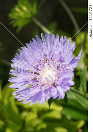 ストケシア（紫） 5216728