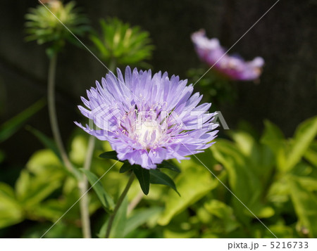 ストケシア（紫） 5216733