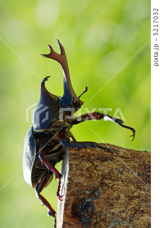 カブトムシ カブトムシ 5217032