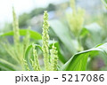トウモロコシの穂 5217086