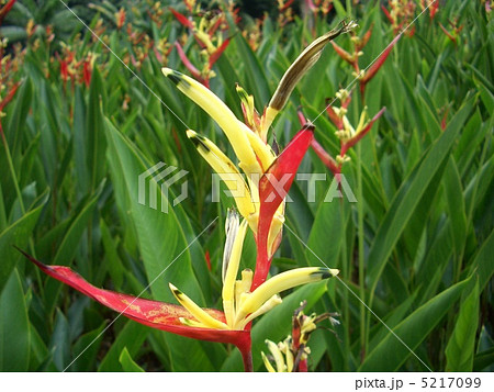 シンガポール　植物園 5217099