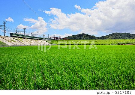 鉄道 京阪電車 2600系 八幡市 夏空 青い稲 田んぼ 鉄道 京阪電車 2600系 八幡市 夏空 青い稲 田んぼ 5217105