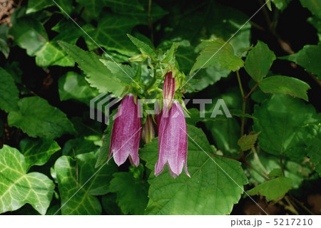 ホタルブクロ ホタルブクロ 5217210