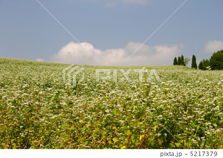 蕎麦畑 5217379
