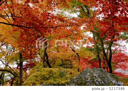 宝厳院の紅葉 5217386