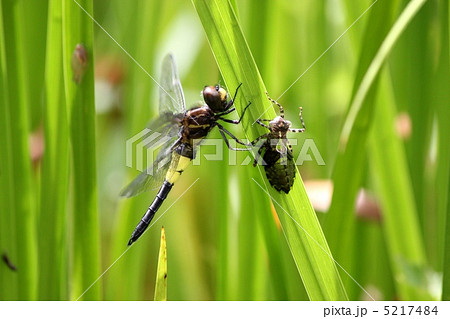 コシアキトンボ♀とそのヤゴ(脱け殻) コシアキトンボ♀とそのヤゴ(脱け殻) 5217484