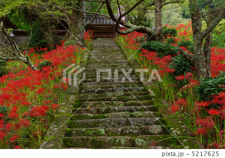 彼岸花の咲く仏隆寺（奈良県宇陀市） 5217625