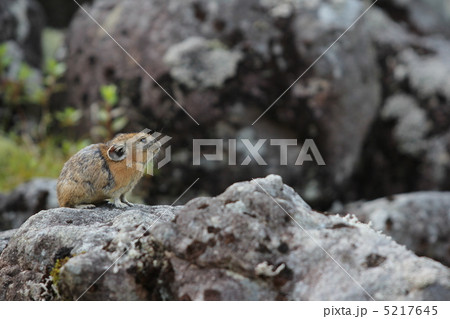 ナキウサギ 5217645