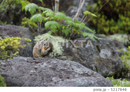 ナキウサギ 5217646