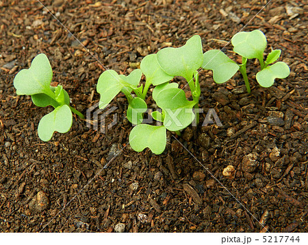 小松菜の発芽 5217744