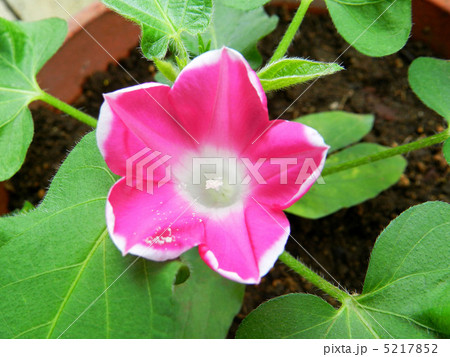 ツルなし朝顔 ツルなし朝顔 5217852