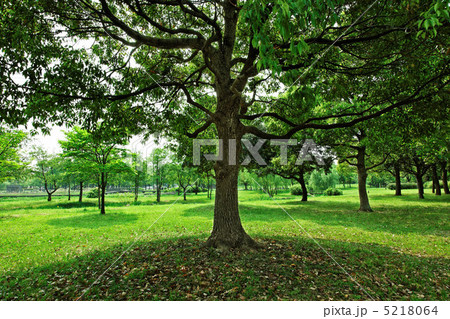 舎人公園の林と新緑 5218064