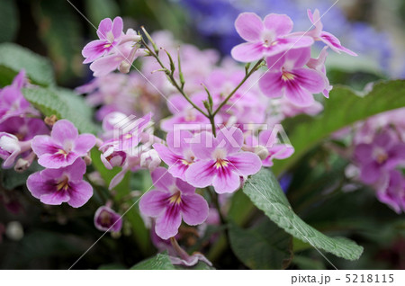 ストレプトカーパス 5218115