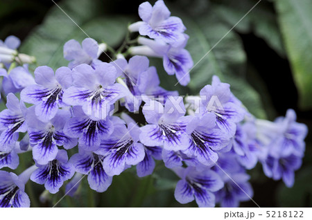 ストレプトカーパス ストレプトカーパス 5218122