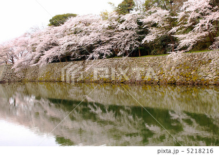 春の滋賀県　彦根城のお堀 5218216