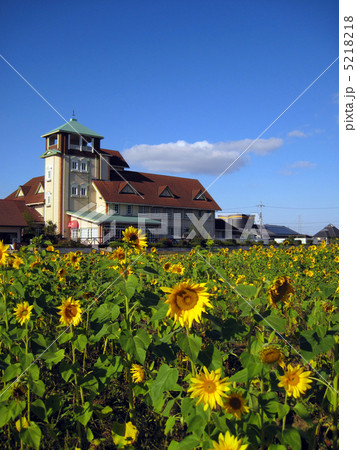 滋賀県 愛東マーガレットステーションのひまわり 滋賀県 愛東マーガレットステーションのひまわり 5218218