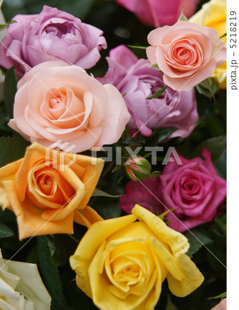 バラ　花　生け花用 5218219