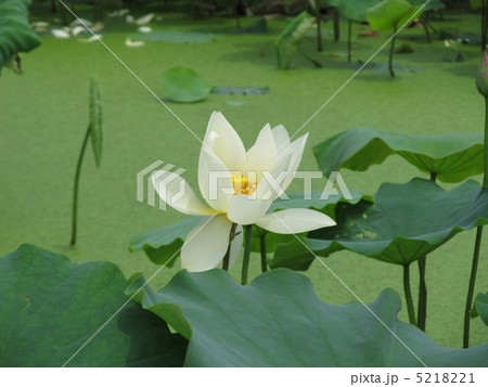 南条　花蓮まつり　漢蓮 5218221