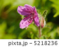 エゾツツジ 5218236