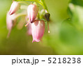 ウラジロヨウラク 5218238