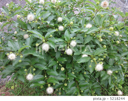 ゼフラインサス 5218244