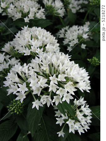 白いペンタス 5218272