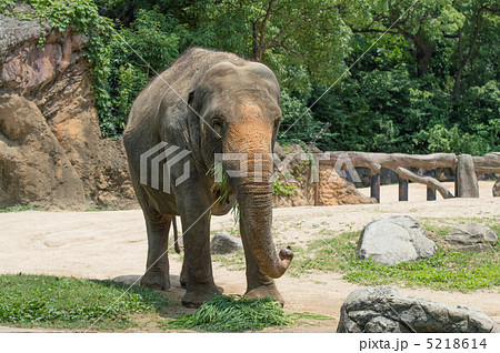 アジアゾウ 5218614