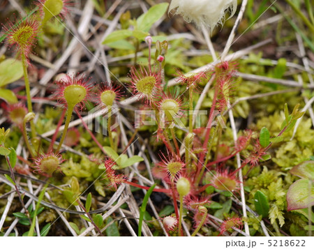 モウセンゴケ 5218622