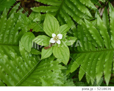 ゴゼンタチバナ ゴゼンタチバナ 5218636