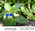 露草 5218754