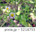 姫女菀 5218755