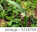雪花庭石菖 5218756
