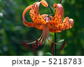 オニユリの花 5218783