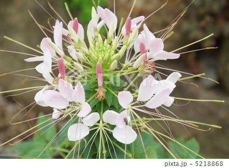 クレオメ 蕾 赤色 薄桃色 クレオメ 蕾 赤色 薄桃色 5218868