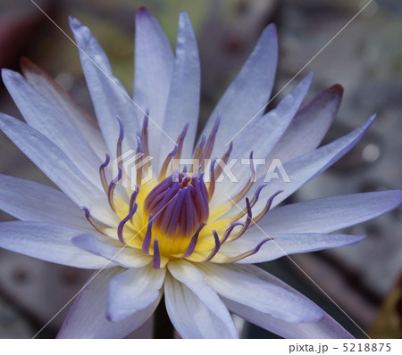 スイレン　花　青色　水生植物 5218875