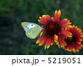 花の蜜を吸う蝶 5219051