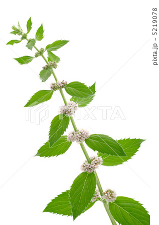 クールミントの花と葉 クールミントの花と葉 5219078