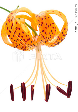オニユリの花 5219079