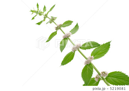 クールミントの花と葉 クールミントの花と葉 5219081