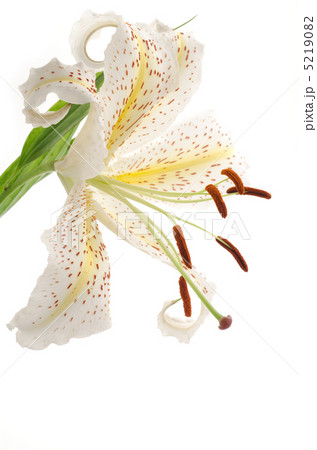 山百合の花 5219082