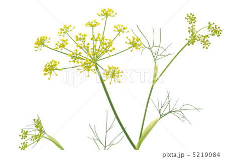 ウイキョウの花 5219084