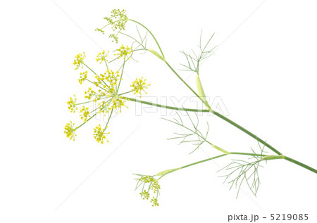 ウイキョウの花 5219085