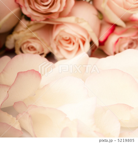 pink roses petals 5219805