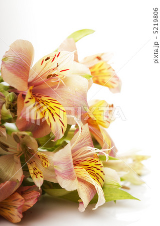 Alstroemeria isolated Alstroemeria isolated 5219806