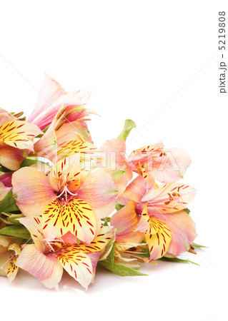 Alstroemeria isolated Alstroemeria isolated 5219808